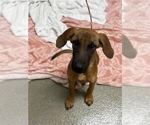 Medium Photo #1 Mutt Puppy For Sale in Las Vegas, NV, USA