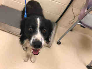 Border Collie Dogs for adoption in Center Township, PA, USA
