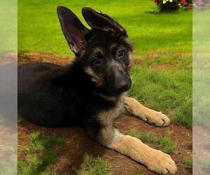 German Shepherd Dog Dogs for adoption in San Diego, CA, USA