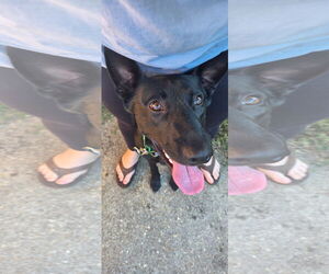 Mutt Dogs for adoption in Stevens Point, WI, USA