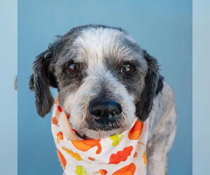 Mutt Dogs for adoption in Pasadena, CA, USA