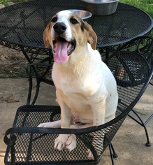 Beagle-Pointer Mix Dogs for adoption in Huntsville, AL, USA