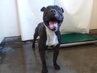 Bull-Boxer Dogs for adoption in Camarillo, CA, USA