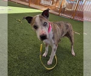 Greyhound-Unknown Mix Dogs for adoption in Las Vegas, NV, USA