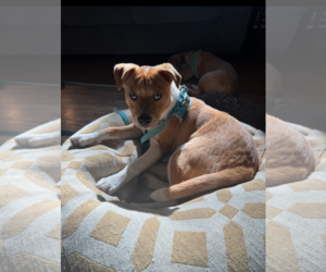 Retriever -Unknown Mix Dogs for adoption in Holly Springs, NC, USA
