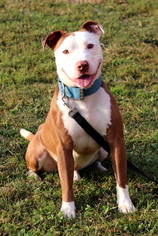 American Staffordshire Terrier Dogs for adoption in Bardstown, KY, USA