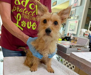 Cairn Terrier-Unknown Mix Dogs for adoption in Benton, LA, USA