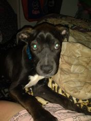 Medium Photo #1 Labrador Retriever-Unknown Mix Puppy For Sale in Tampa, FL, USA