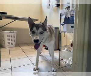 Siberian Husky Dogs for adoption in Pasadena, CA, USA