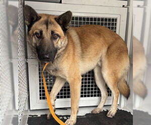 German Shepherd Dog-Unknown Mix Dogs for adoption in San Bernardino, CA, USA