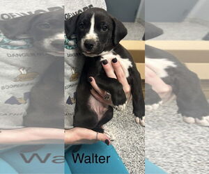 Mutt Dogs for adoption in Jackson Township, NJ, USA