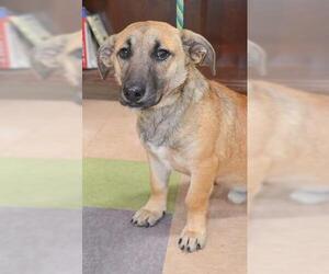Pembroke Welsh Corgi Dogs for adoption in Little Rock, AR, USA