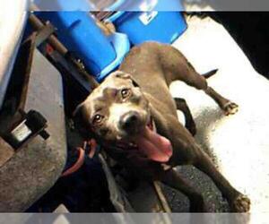 Blue Lacy Dogs for adoption in Atlanta, GA, USA