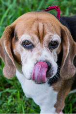 Medium Photo #1 Beagle Puppy For Sale in Miami, FL, USA