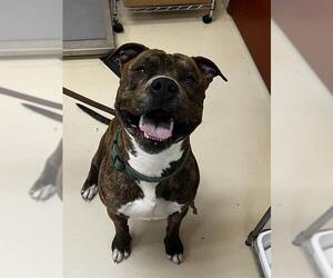 American Pit Bull Terrier Dogs for adoption in Center Township, PA, USA