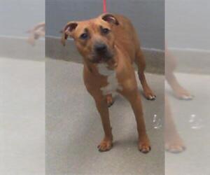 Bullboxer Pit Dogs for adoption in Las Vegas, NV, USA