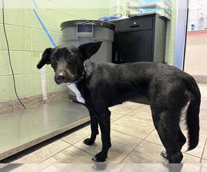 Border Collie-Unknown Mix Dogs for adoption in Grand Prairie, TX, USA