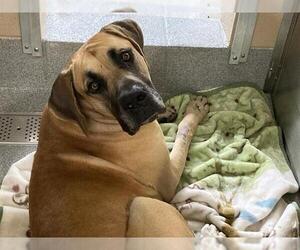 Great Dane Dogs for adoption in Orange, CA, USA