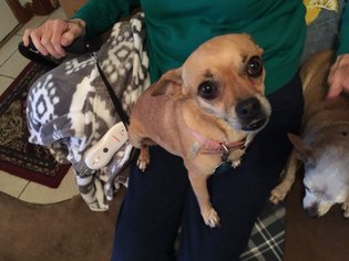 Chihuahua Dogs for adoption in Crestview, FL, USA