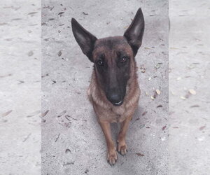 Mutt Dogs for adoption in Imlay City, MI, USA