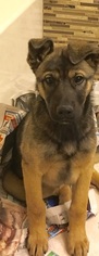 German Shepherd Dog-Unknown Mix Dogs for adoption in MORENO VALLEY, CA, USA