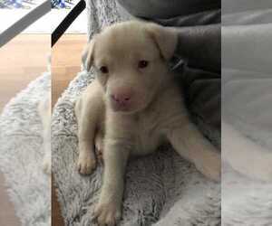 Labrador Retriever-Unknown Mix Dogs for adoption in Durham, NC, USA
