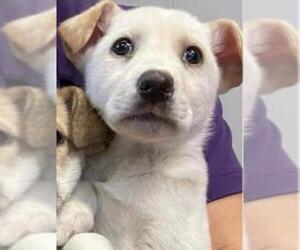 Shepradors Dogs for adoption in Princeton, MN, USA