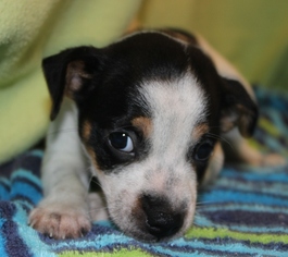 Jack Russell Terrier Dogs for adoption in Hillsdale, IN, USA