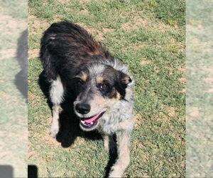 Australian Shepherd-Unknown Mix Dogs for adoption in Grafton, WI, USA