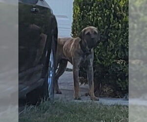 Mastiff-Unknown Mix Dogs for adoption in San Antonio, TX, USA
