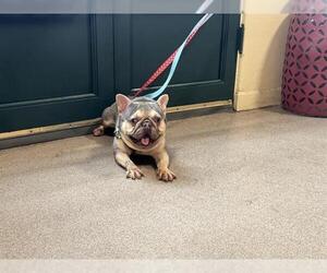 French Bulldog Dogs for adoption in Pasadena, CA, USA