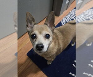 Chihuahua-Unknown Mix Dogs for adoption in Salt Lake City, UT, USA