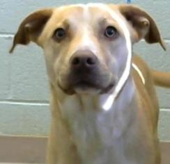 Staffordshire Bull Terrier Dogs for adoption in Greenville, IL, USA