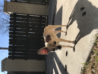 Chihuahua Dogs for adoption in Del Rio, TX, USA
