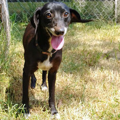 Miniature Pinscher Dogs for adoption in Rutherfordton, NC, USA