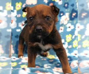 Mutt Dogs for adoption in Thief River Falls, MN, USA