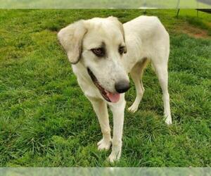 Anatolian Shepherd Dogs for adoption in Placerville, CA, USA