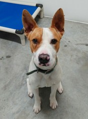 Bull Terrier-Unknown Mix Dogs for adoption in Mountain View, AR, USA
