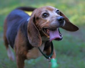 Beagle-Unknown Mix Dogs for adoption in Warwick, RI, USA