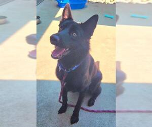 Border Terrier-German Shepherd Dog Mix Dogs for adoption in Sacramento, CA, USA