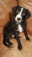 Small Border Collie-Collie Mix