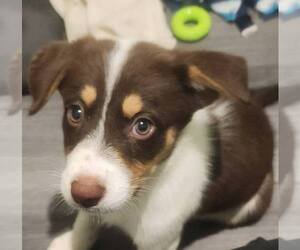 Australian Shepherd-Beagle Mix Dogs for adoption in Plainfield, IL, USA