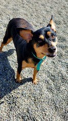 Miniature Pinscher Dogs for adoption in Hornell, NY, USA