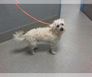 Maltese-Unknown Mix Dogs for adoption in Las Vegas, NV, USA
