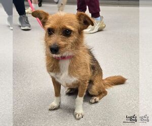 Mutt Dogs for adoption in Washington, DC, USA