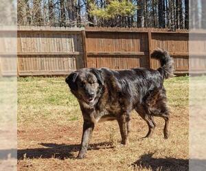 Australian Shepherd-Unknown Mix Dogs for adoption in Newnan, GA, USA