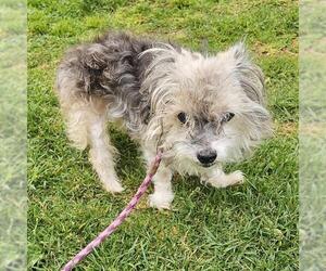 Maltese-Unknown Mix Dogs for adoption in Camarillo, CA, USA