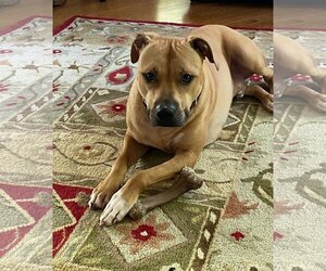 American Pit Bull Terrier-Labrador Retriever Mix Dogs for adoption in Livonia, MI, USA