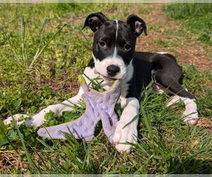 American Staffordshire Terrier-Boxer Mix Dogs for adoption in Chester, VA, USA