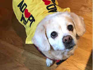 Peagle Dogs for adoption in Brighton, CO, USA